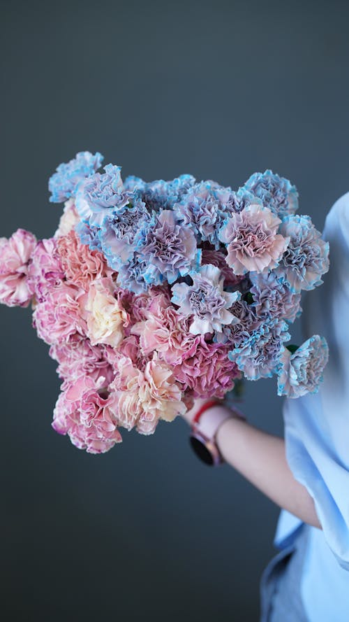 Free Crop anonymous female holding bouquet of fresh blue and pink carnations on dark blue background Stock Photo