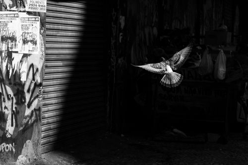 Free A black and white photo of a pigeon flying amidst urban graffiti in São Paulo, Brazil. Stock Photo
