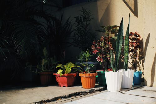 Free Abundance of various floral plants growing in pots placed on floor near building on street with bright sunlight in town Stock Photo