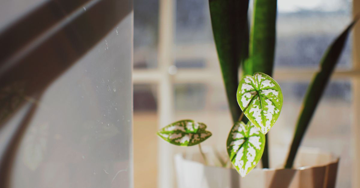 Uma planta em vaso ao lado da janela com luz do sol entrando, ressaltando suas folhas verdes e exuberantes.