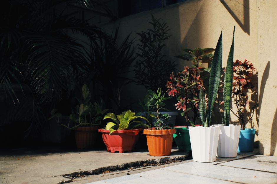 Colorful array of potted plants including snake plants, basking in sunlight outdoors. Colorful array of potted plants including snake plants, basking in sunlight outdoors.