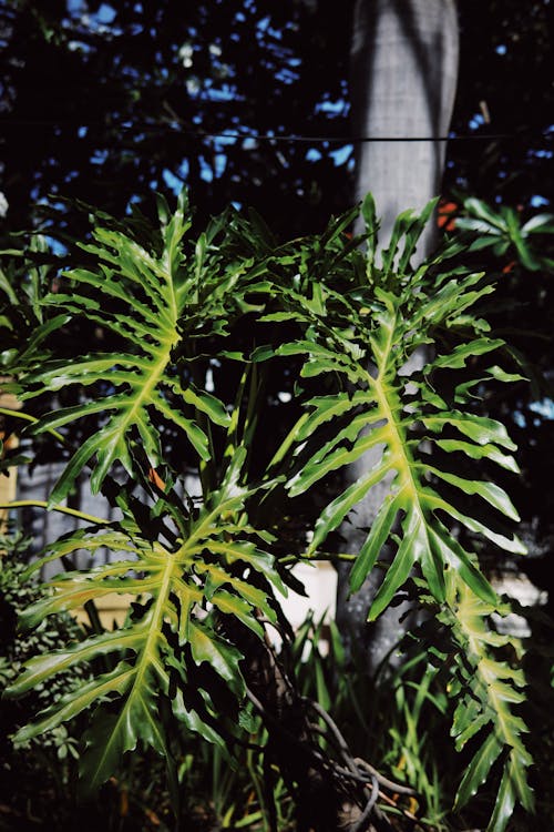 Lush green leaves of floral Philodendron plant growing on street with pole and bright sunlight on summer day in town