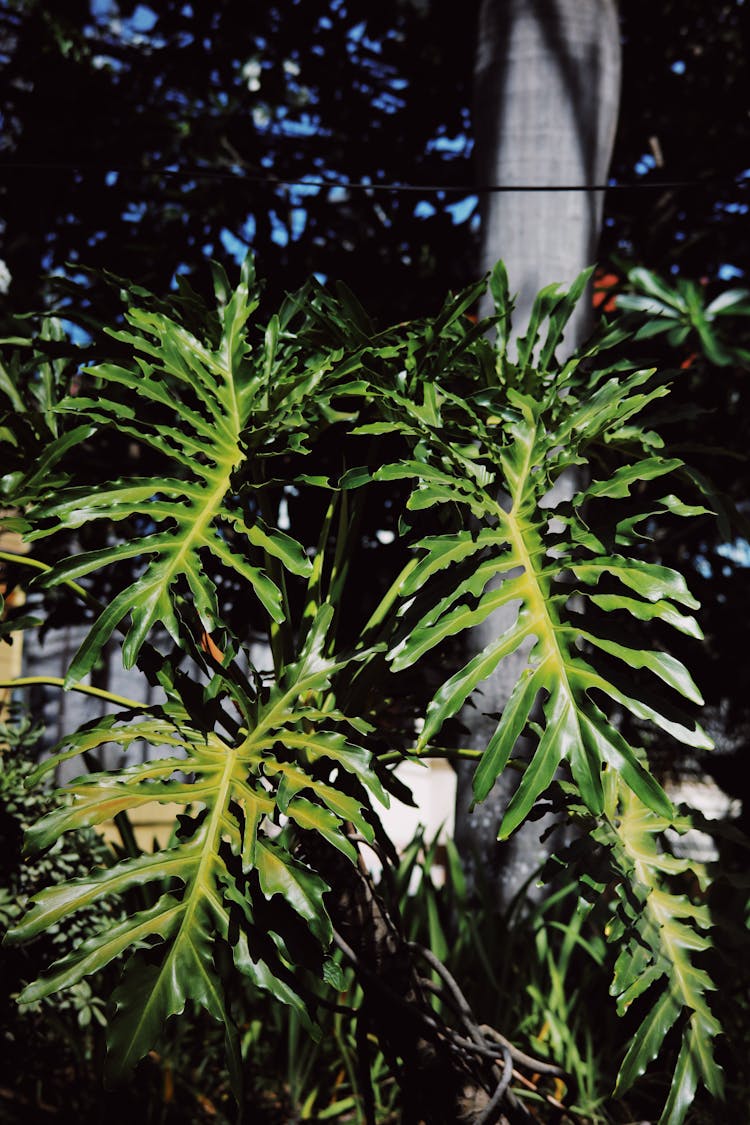 Green Leaves Of Philodendron On Street