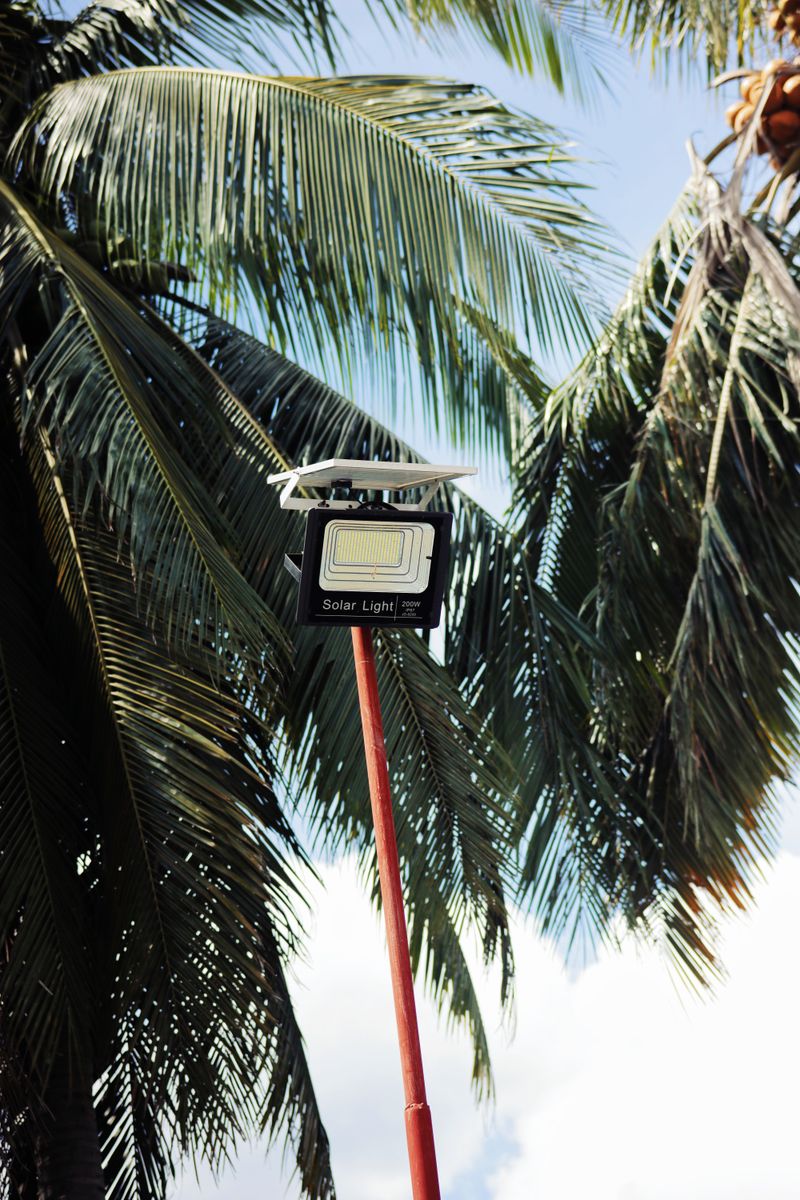 Solar street lamp beside palm trees
