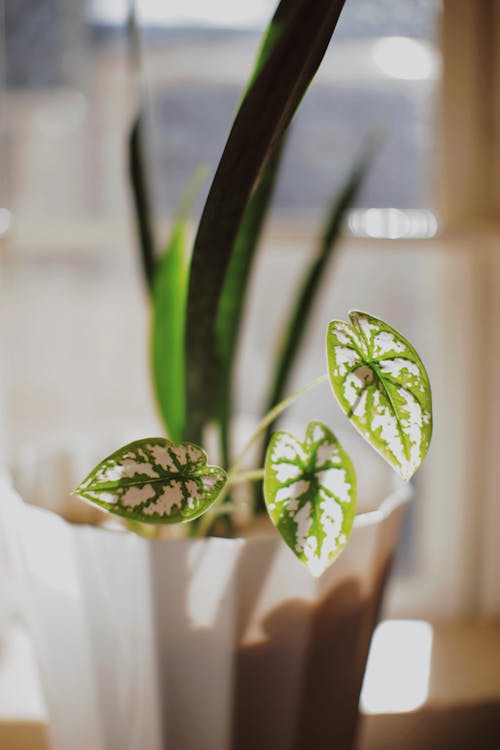 Free Potted plant growing near window Stock Photo