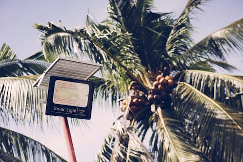 From below of solar light streetlamp with inscription near tall tropical palm tree with green leaves on sunny summer day