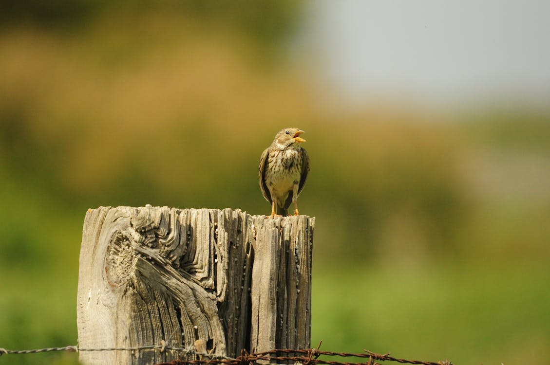 Cute Bird on Brown Wooden Post