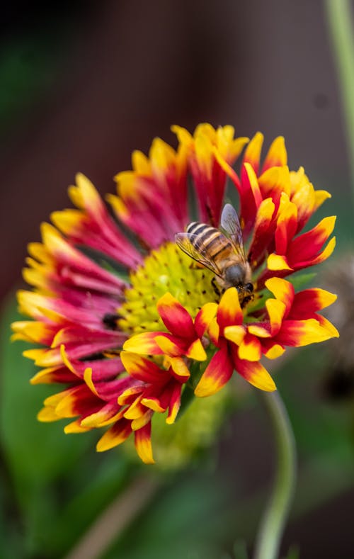 Honeybee Perched on Red and Yellow Flower 