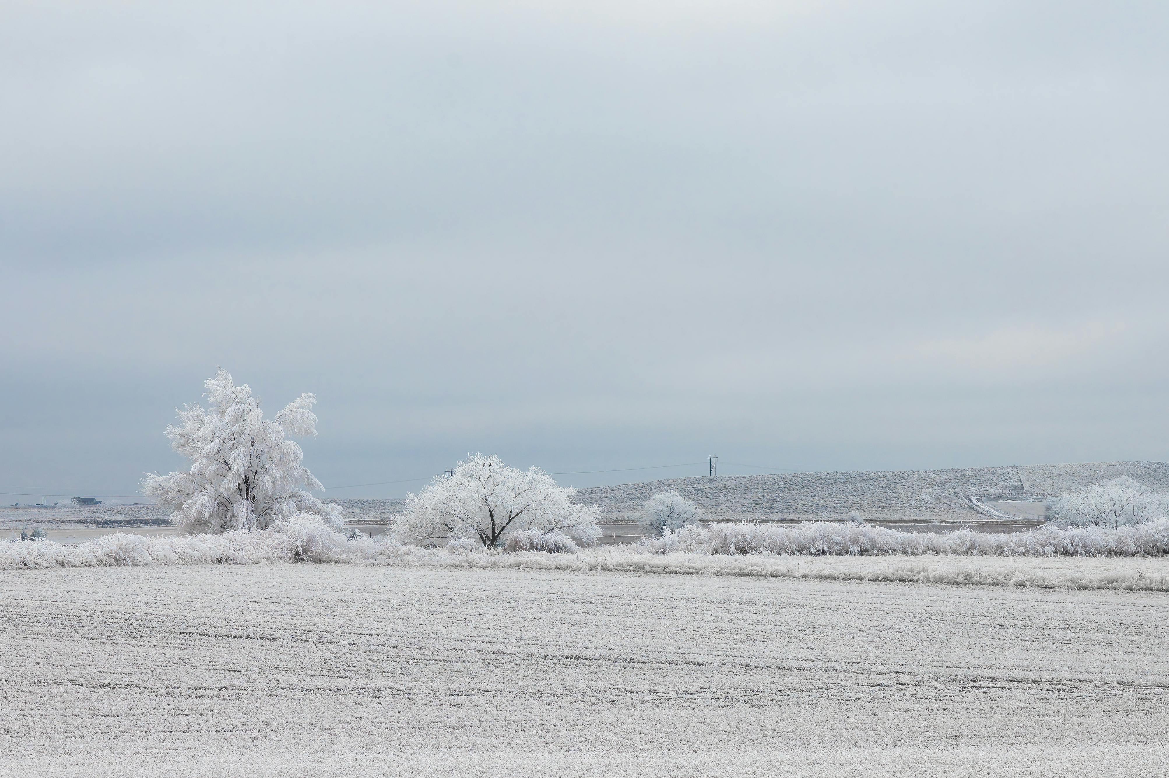 snowy field with tall trees