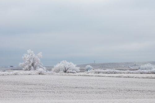 Free Tall lush tree covered with hoarfrost growing on vast frozen terrain against cloudless sky in nature on cold winter day Stock Photo
