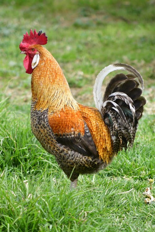 Brown and Black Rooster on Green Grass