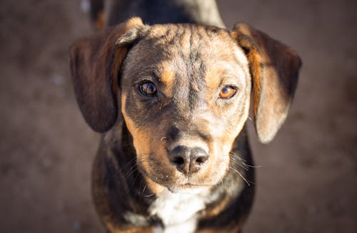 Gratis lagerfoto af dyr, dyrefotografering, hund