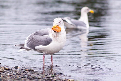 Free White and Gray Bird on Water Stock Photo