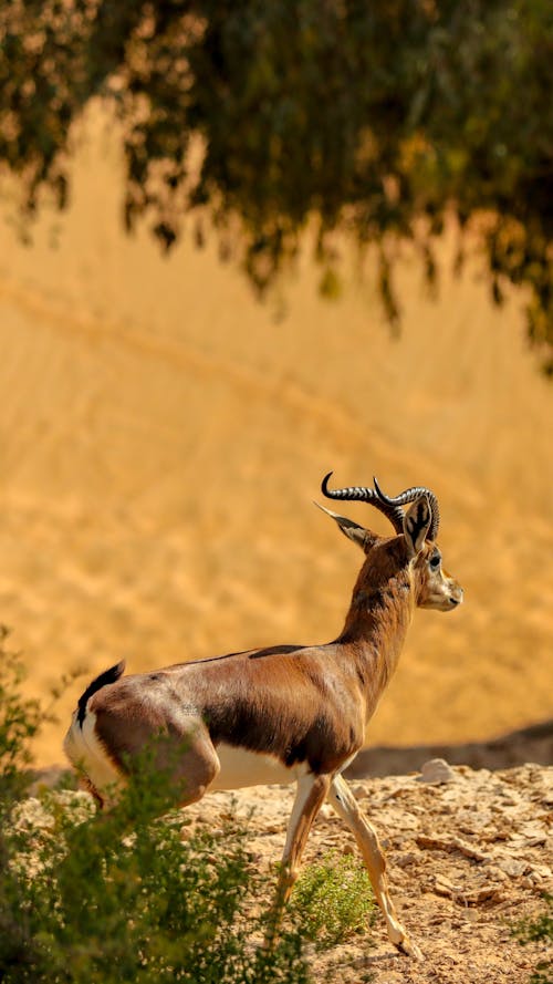 Free Základová fotografie zdarma na téma antilopa, divočina, divoký Stock Photo