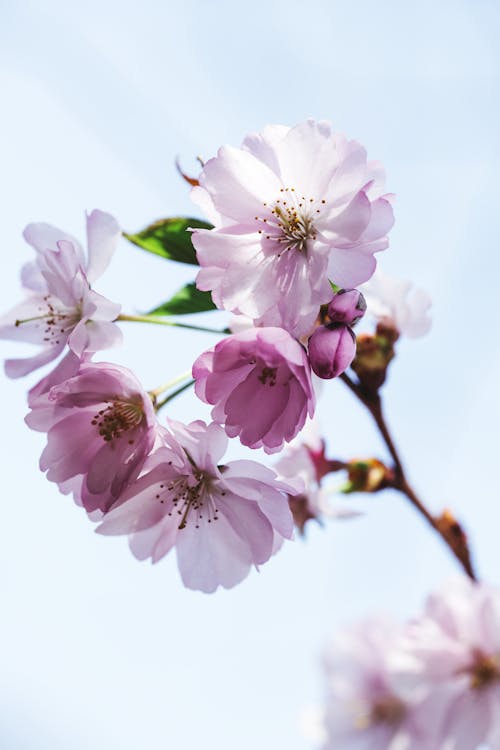 Beautiful Pink Flowers in Close Up Photography