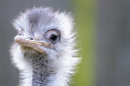 Kostnadsfri bild av djur, djurfotografi, djurporträtt