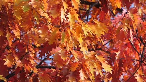 Orange and Yellow Maple Leaves