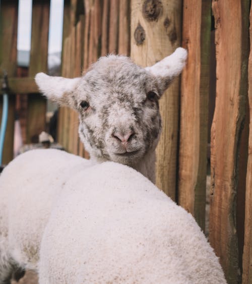 Close-Up Shot of a Sheep