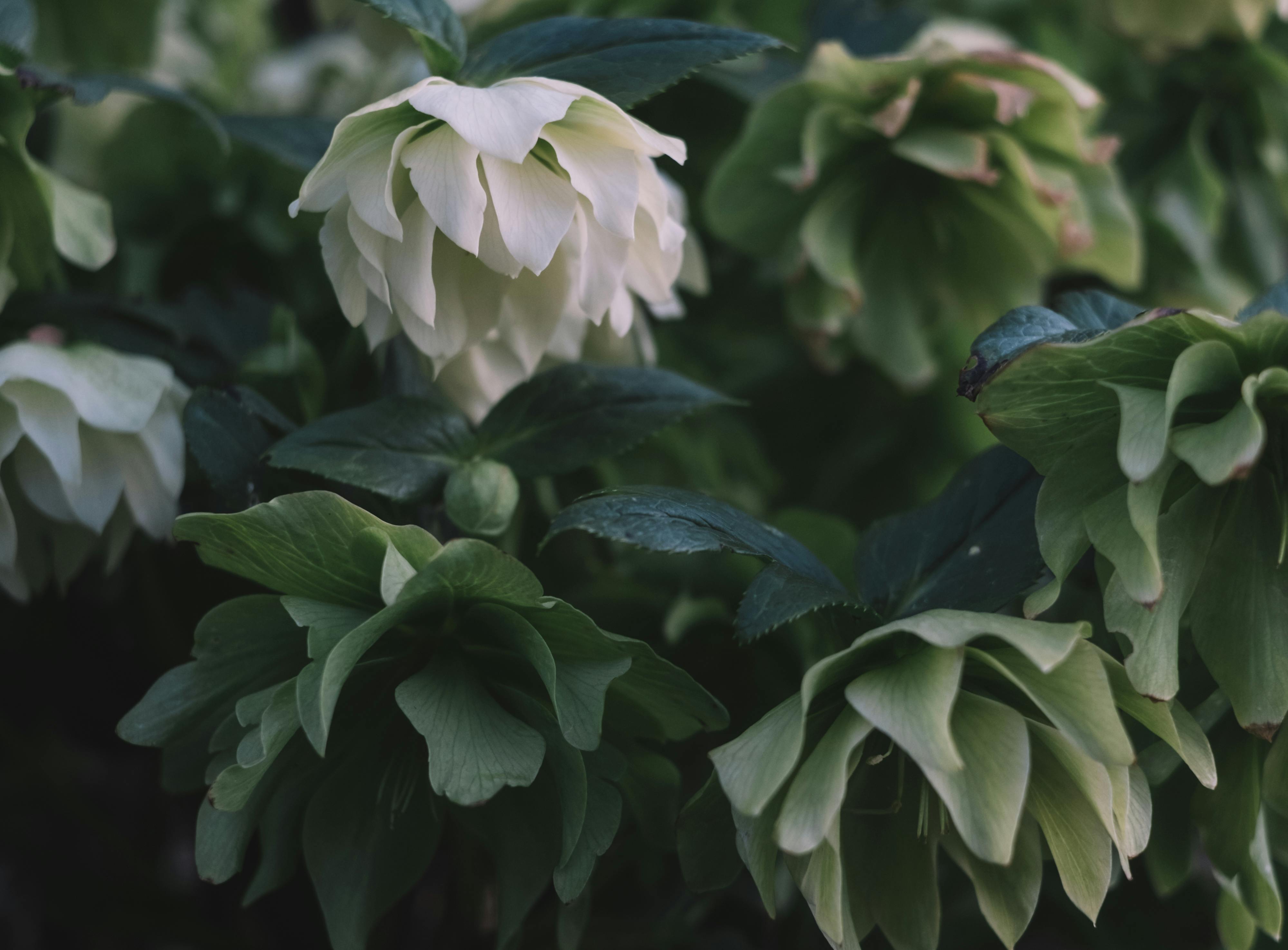 Detailed close-up of white hellebore flowers with green leaves in a serene garden setting.