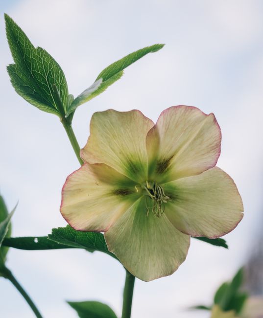 Close-up of a hellebore flower displaying its delicate petals against a bright sky.