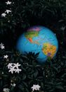 Small colorful Earth globe toy placed among dark green leaves and white flowers of plant in nature