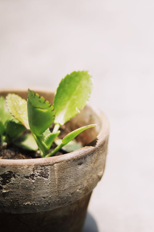 A Plant on a Clay Pot