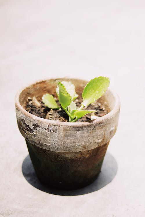 From above of small green plant growing in ceramic flowerpot placed on light table