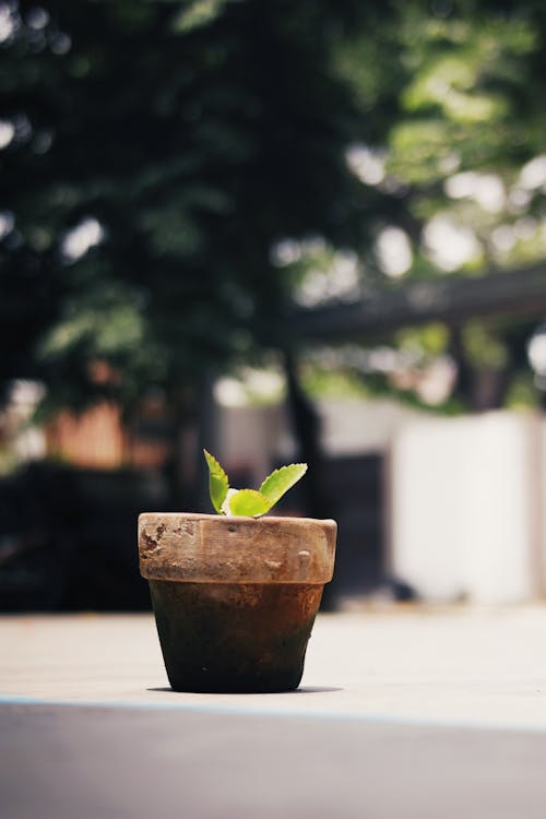 Green plant growing in pot on street against blurred trees in sunny day