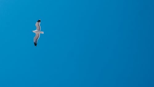 Free A Seagull Flying in the Sky Stock Photo