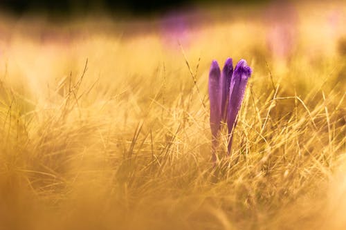 Free Purple Flower on Brown Grass Stock Photo