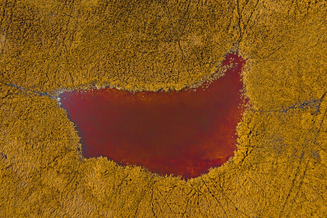 Aerial View of Green Trees Near the Lake