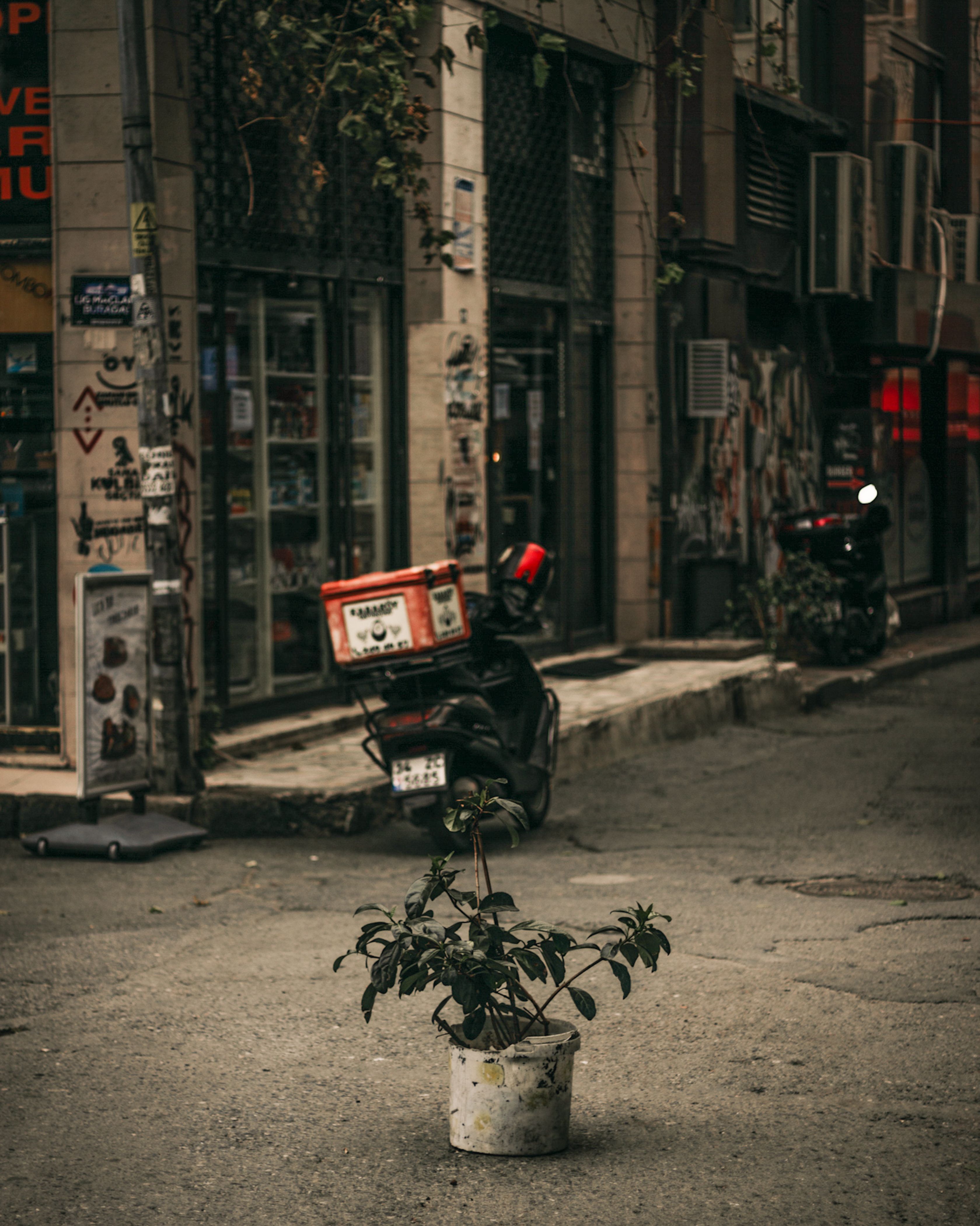 Photograph of a Plant on a Road · Free Stock Photo