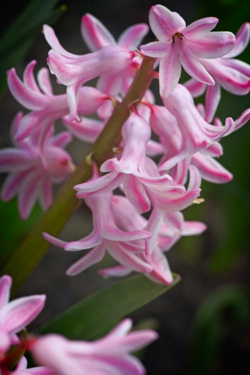 Fotobanka s bezplatnými fotkami na tému flóra, hyacint, jemný