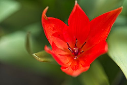 Free A Red Flower in Full Bloom Stock Photo