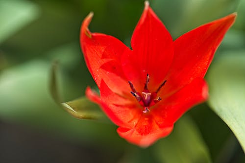 A Red Flower in Full Bloom