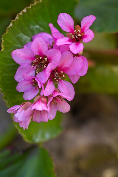 Close-Up Shot of Purple Flowers in Bloom