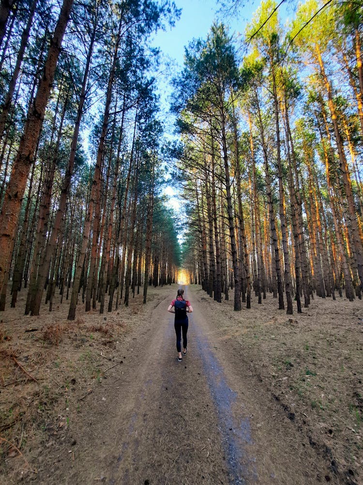 Back View Of A Woman Walking On A Pathway Between Tall Trees