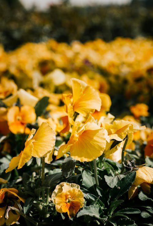 altın sarısı, bahar, Bahçe içeren Ücretsiz stok fotoğraf