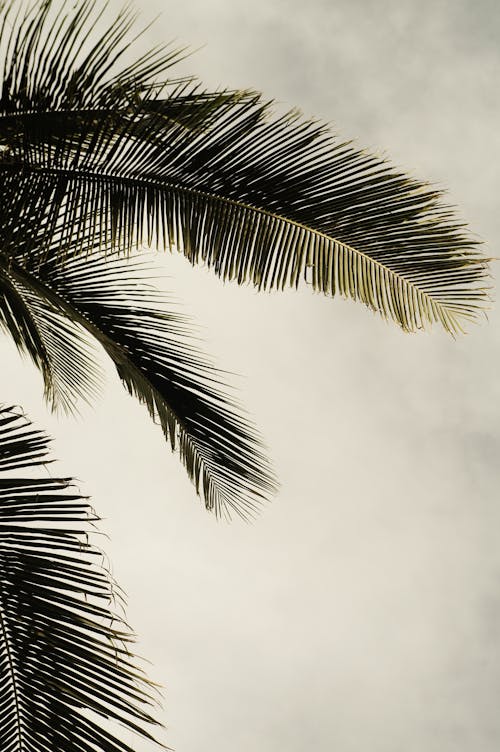 Kostenloses Stock Foto zu kokosnussblätter, natur, palmenblätter