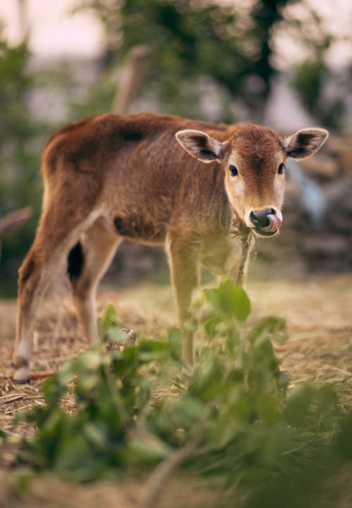 Δωρεάν στοκ φωτογραφιών με αγελάδα, βόδια, επιλεκτική εστίαση
