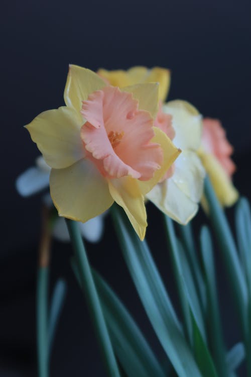 Close-Up Photo of a Pink and Yellow Daffodil