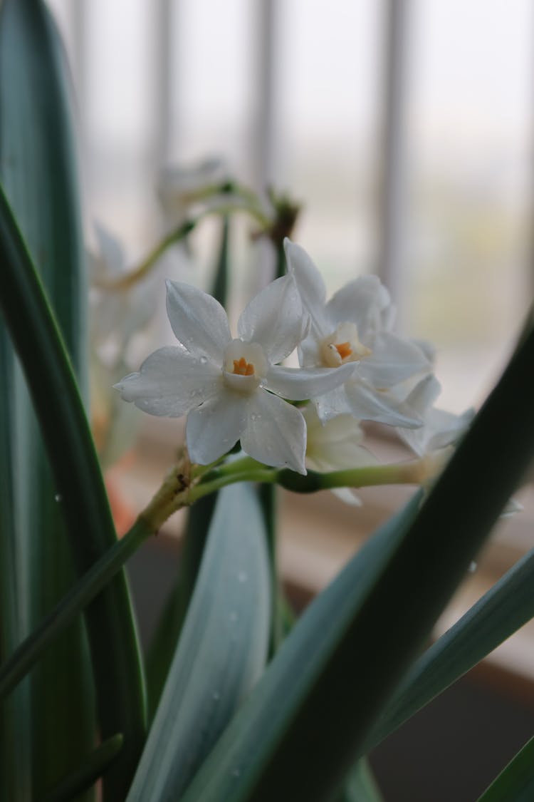 Beautiful Paperwhite Narcissus Flowers