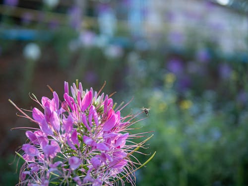 Free stock photo of flower, garden, the bee