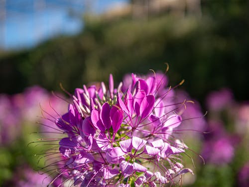 Free stock photo of flower, garden