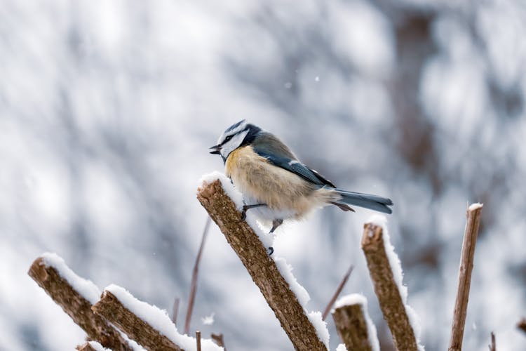 A Tit Bird Perched On A Branch