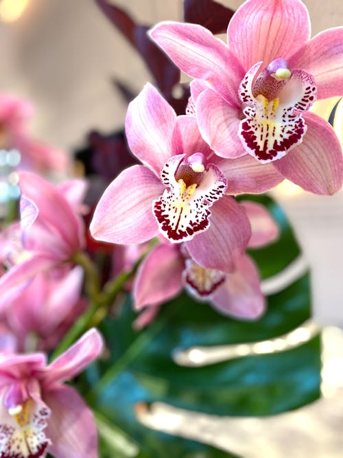 Selective Focus Photo of Pink Orchid Flowers