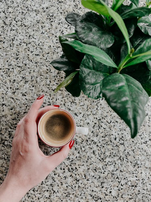 Free Top view crop anonymous female with manicured hands touching cup of aromatic fresh black coffee placed on table near verdant potted plant Stock Photo