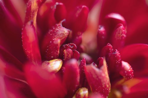 Free Close-up macro image showcasing vibrant red chrysanthemum petals with water droplets. Stock Photo