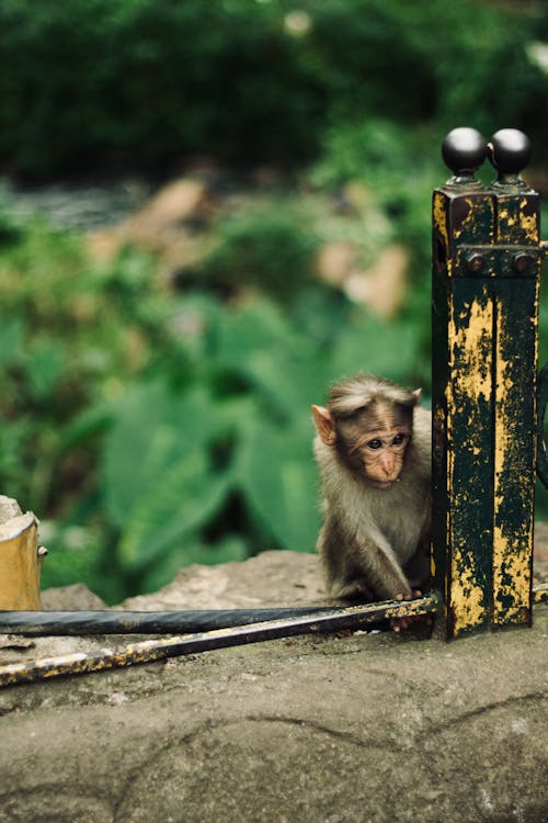 Foto stok gratis bayi monyet, bersembunyi, binatang