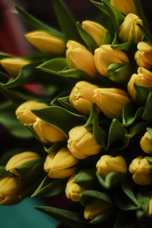 A Cluster of Yellow Tulips